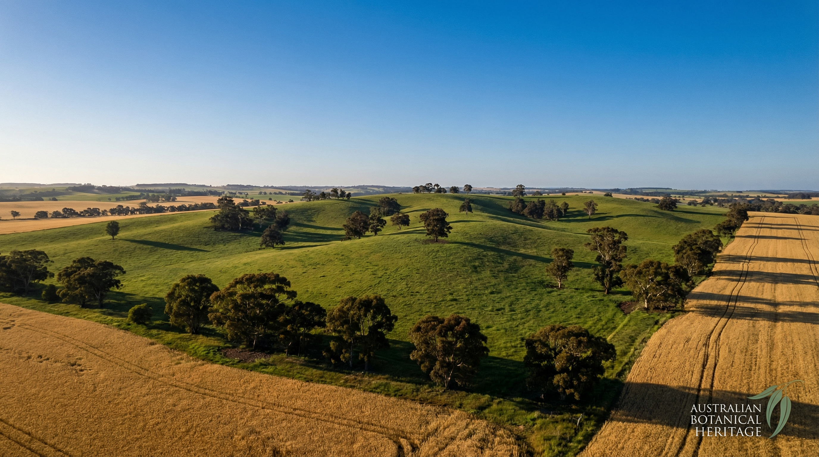 Australian landscape